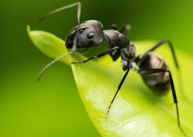 صور رهيبة النمل الأسود يتغذاء من الأشجار -عالم الصور